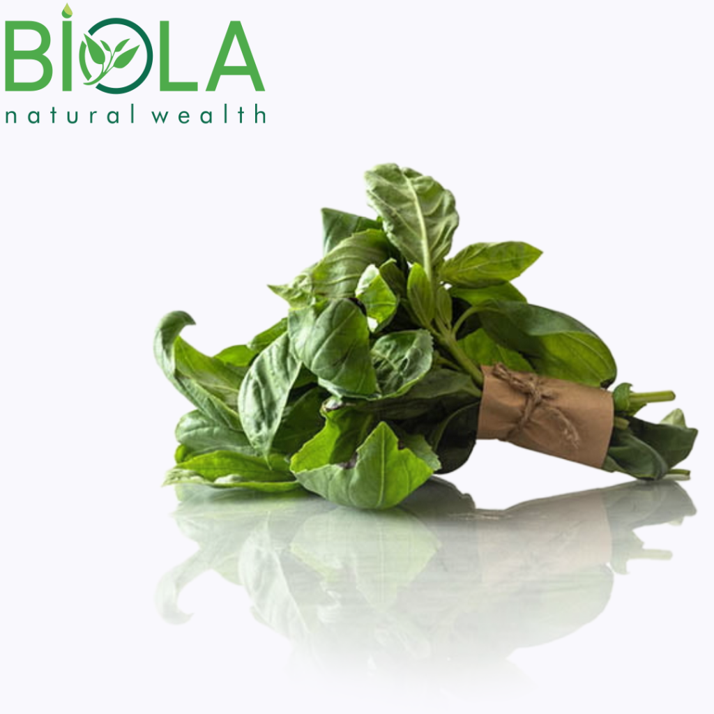 Basilik (Ocimum basilicum)