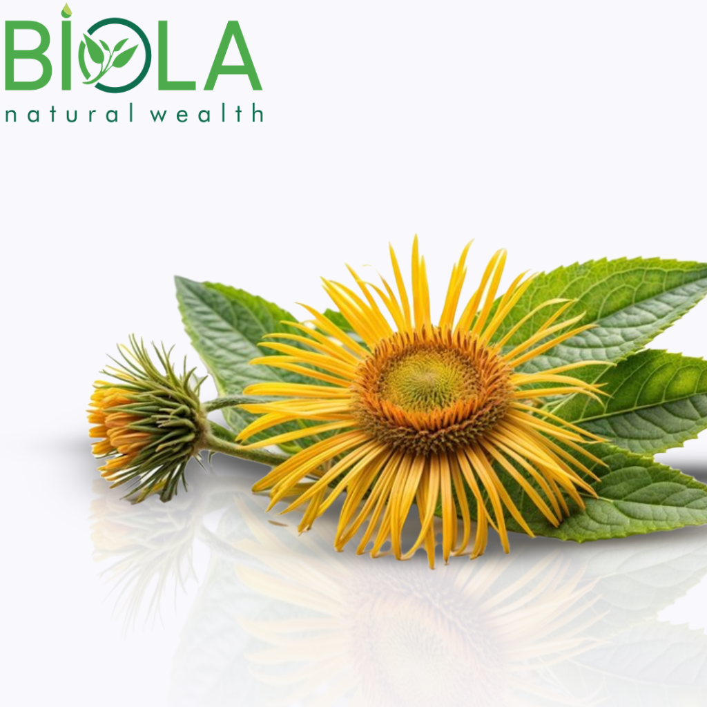 Andız otu (Inula helenium)