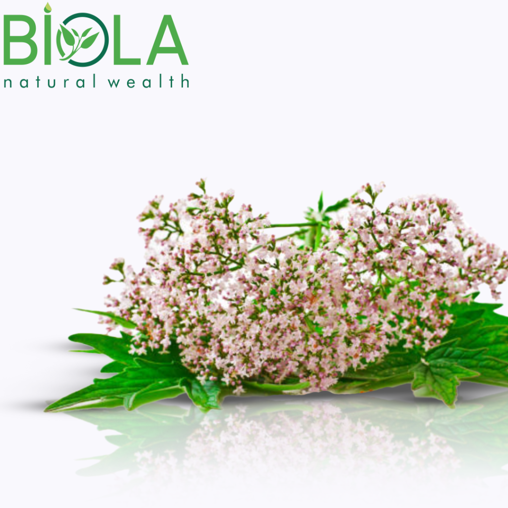 Baldırqara (Valeriana officinalis)