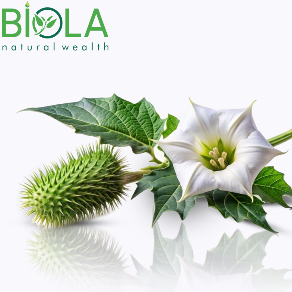 Boruçiçəyi (Datura stramonium)