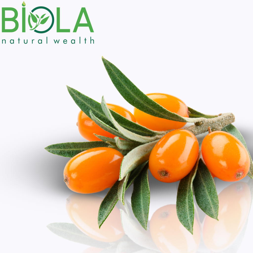 Çaytikanı (Hippophae rhamnoides)