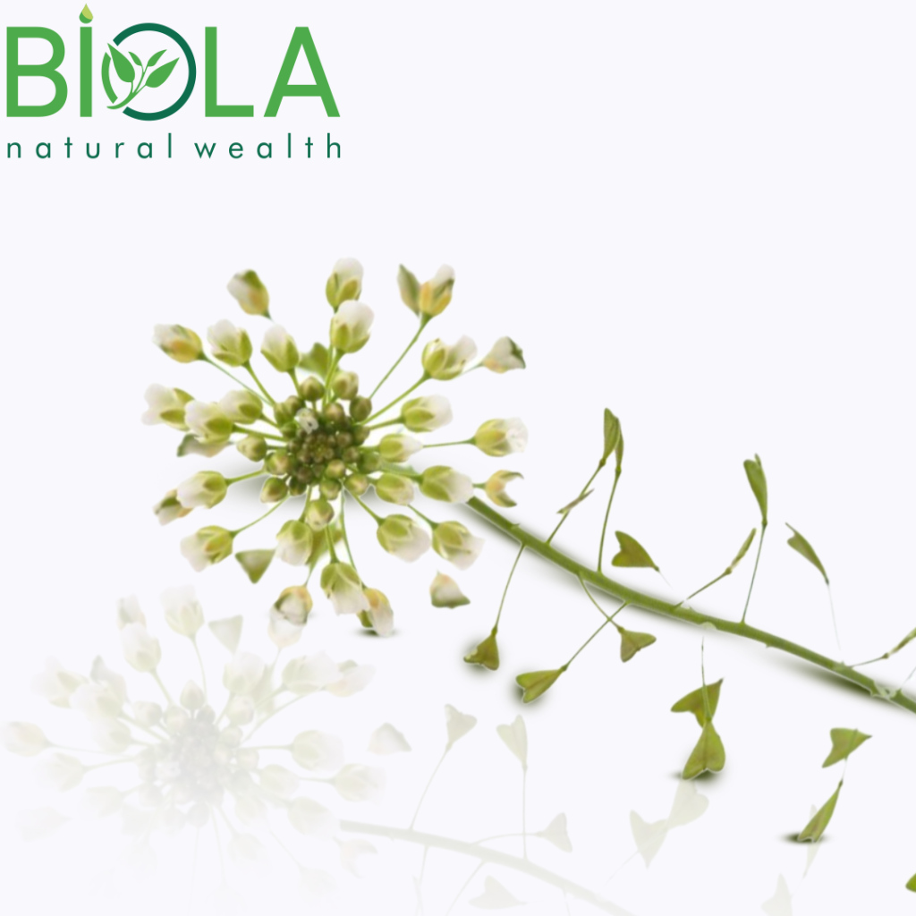 Çobançantası (Capsella bursa-pastoris)