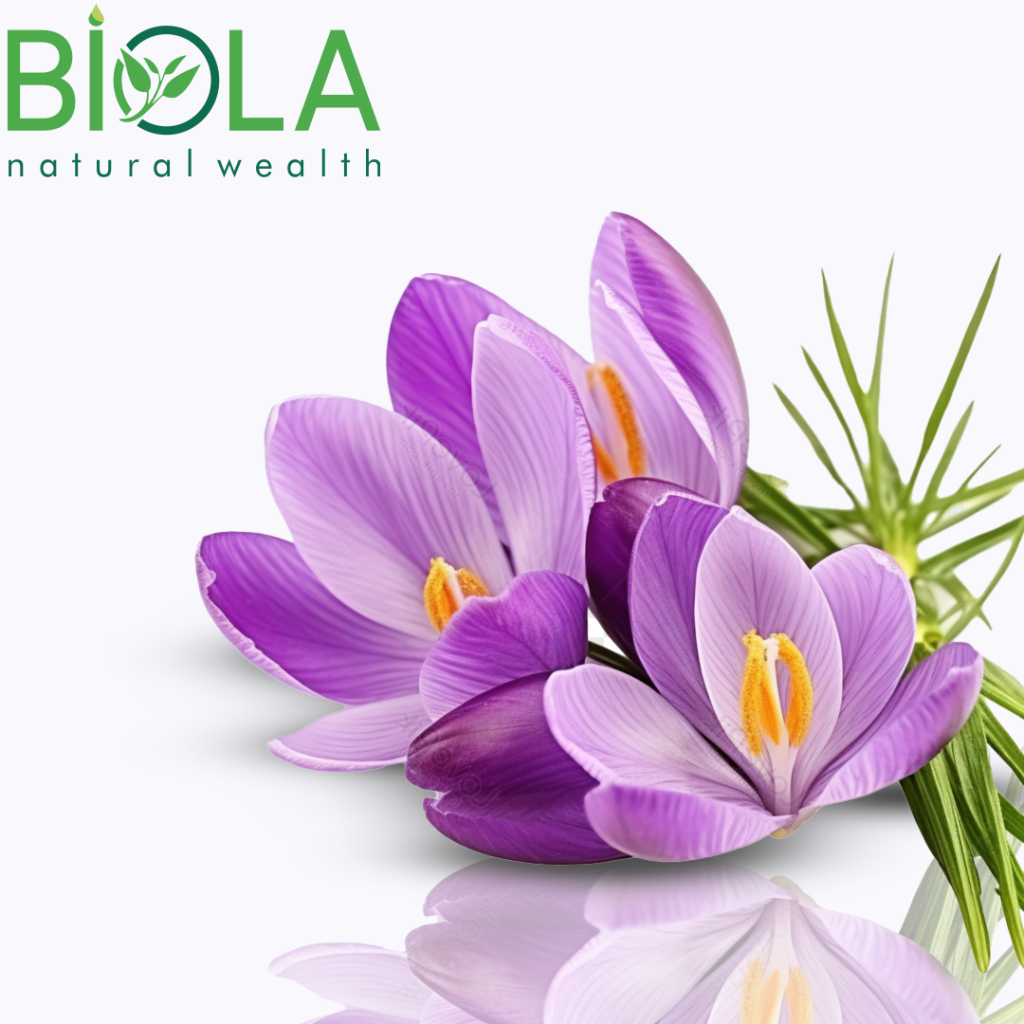 Dağ zəfəranı (Colchicum autumnale)