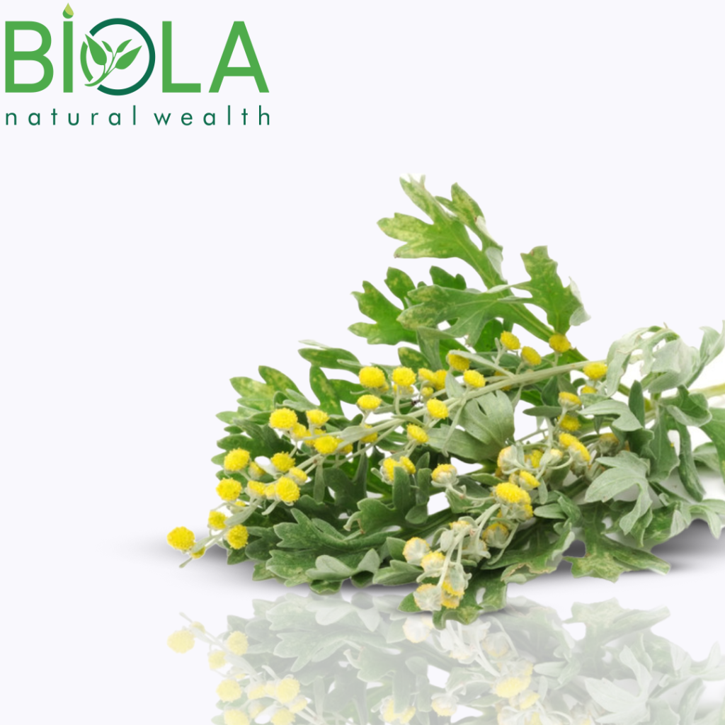 Yovşan (Artemisia absinthium)