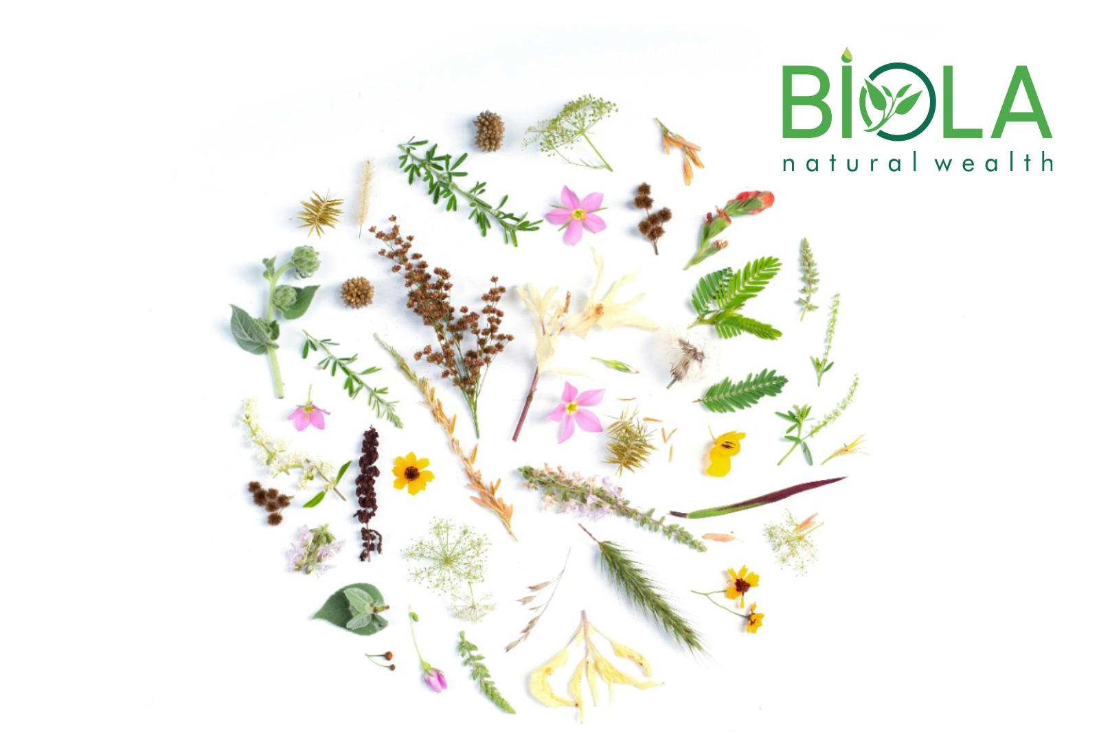 Natural Remedies to Strengthen the Immune System