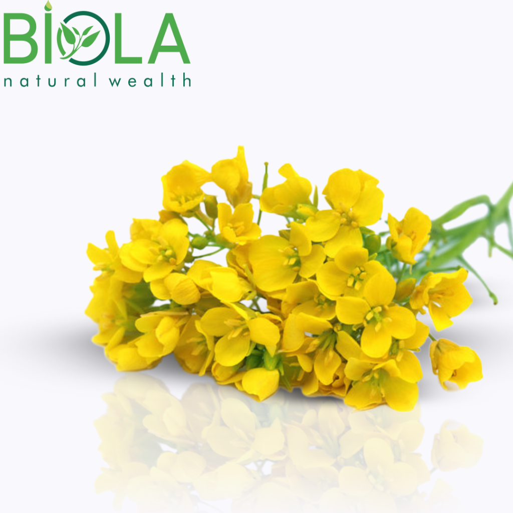 Hardal (Brassica nigra)