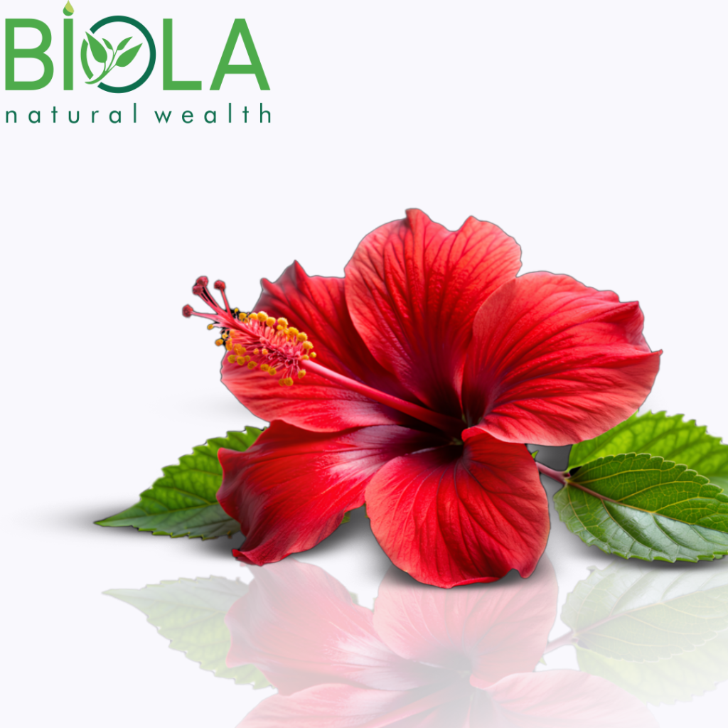 Hibiskus (Hibiscus sabdariffa)