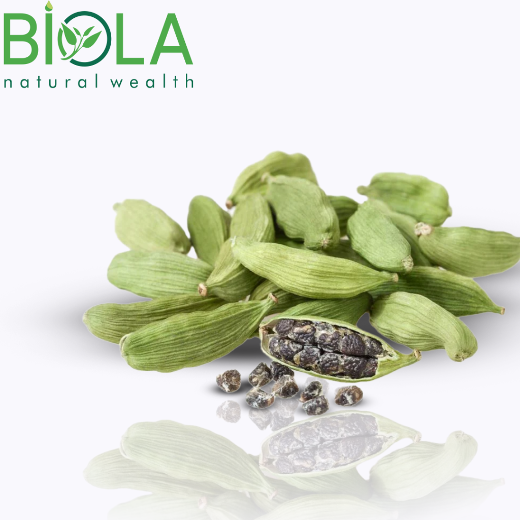 Hil (Elettaria cardamomum)