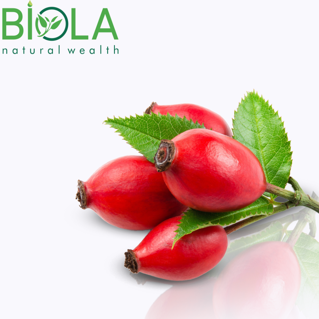 İtburnu (Rosa canina)