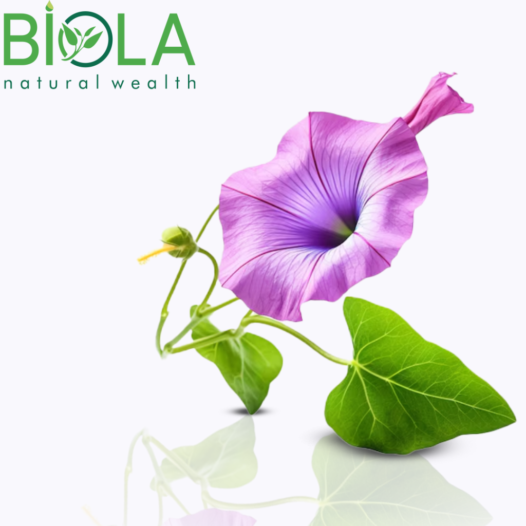 Jalap kökü (Ipomoea purga)