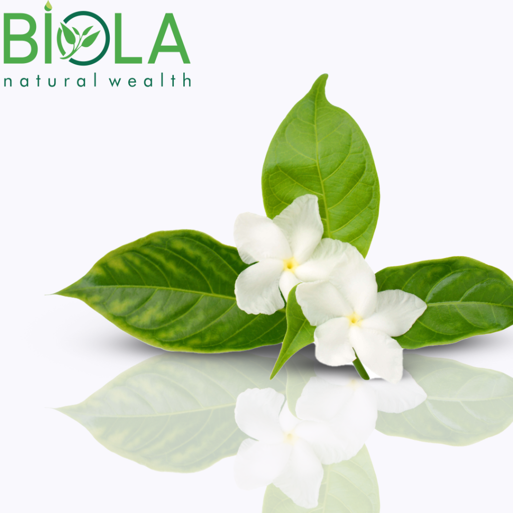 Yasəmən (Jasminum sambac)