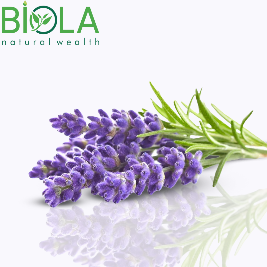 Lavanda (Lavandula angustifolia)