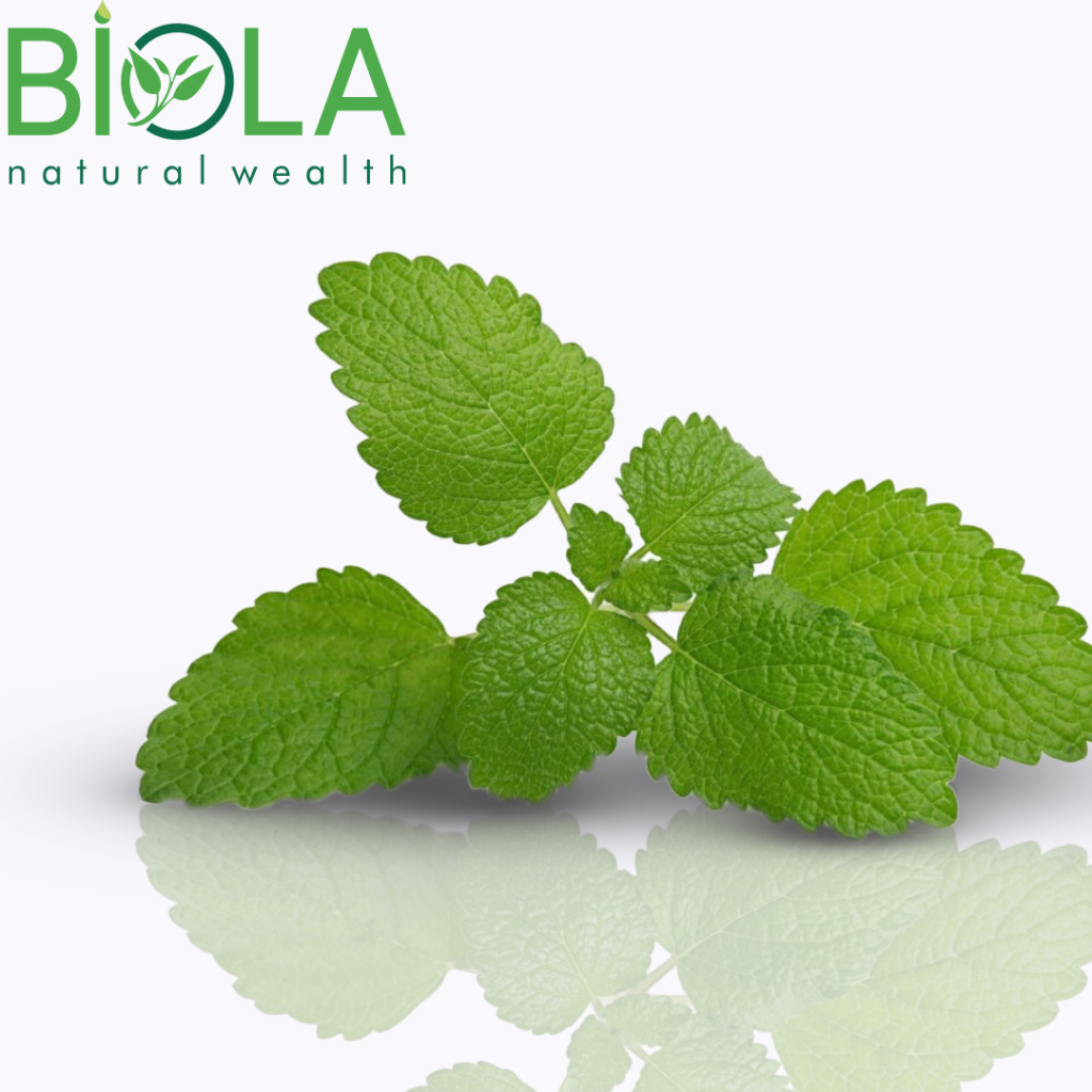 Lemon Balm