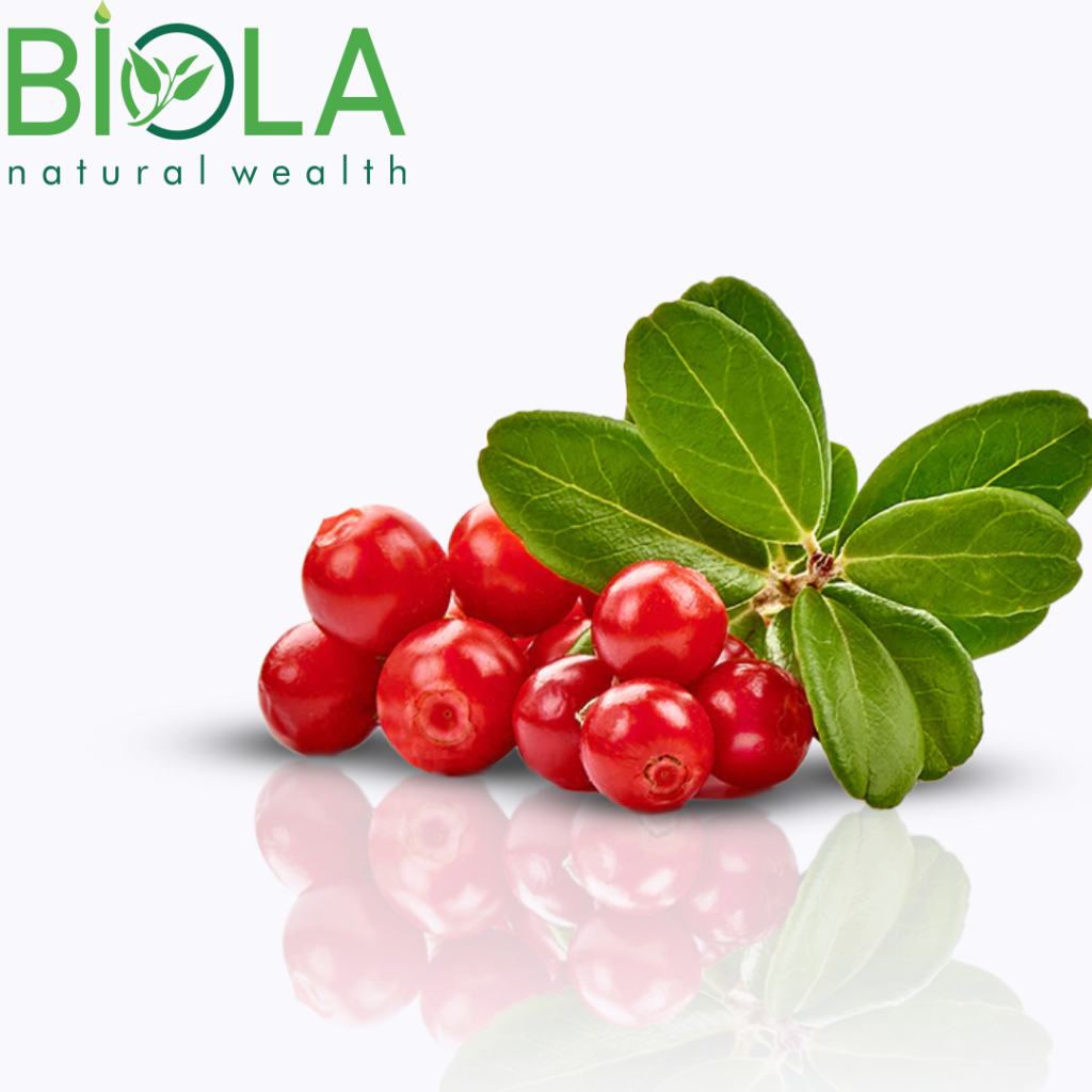 Lingonberry
