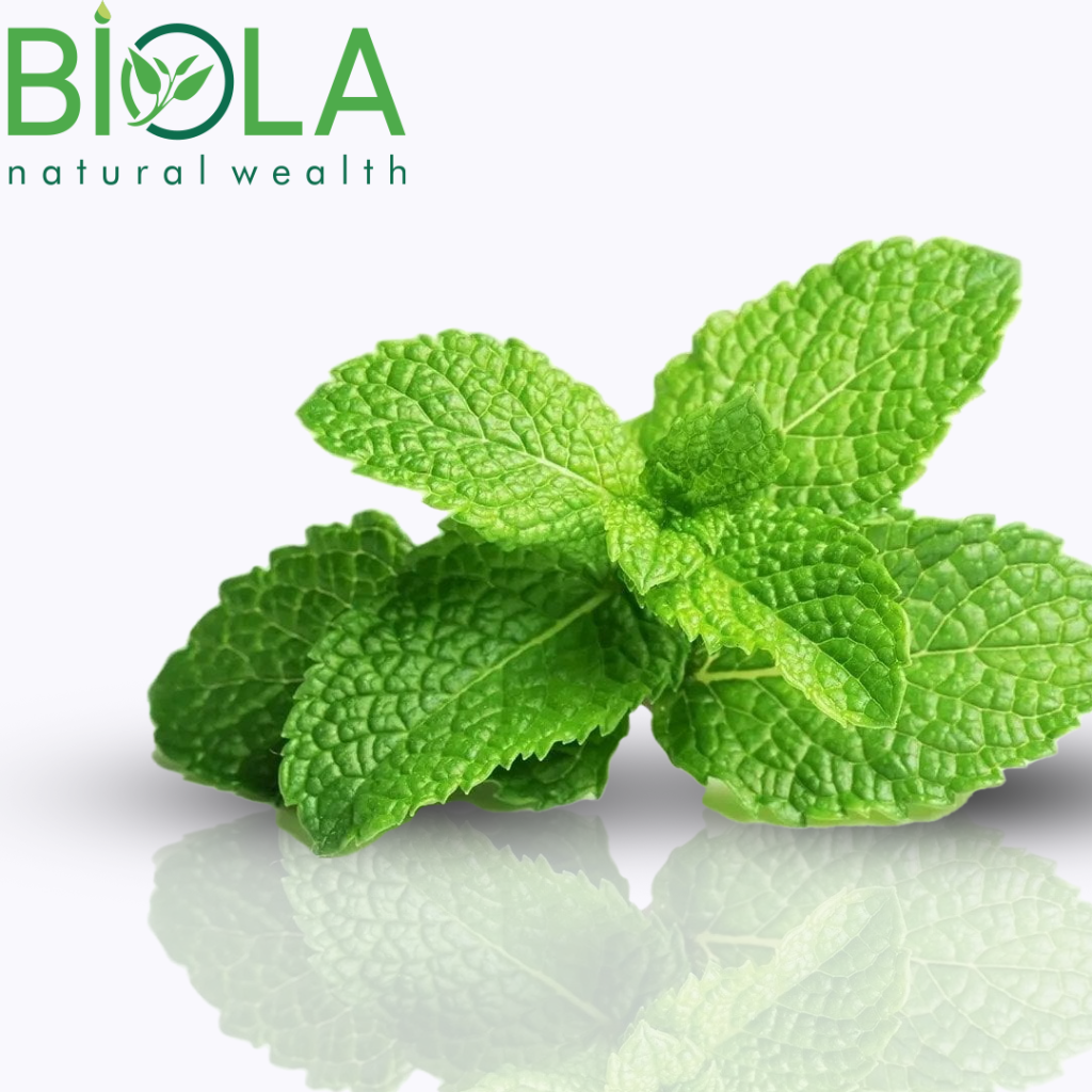 Nanə (Mentha × piperita)