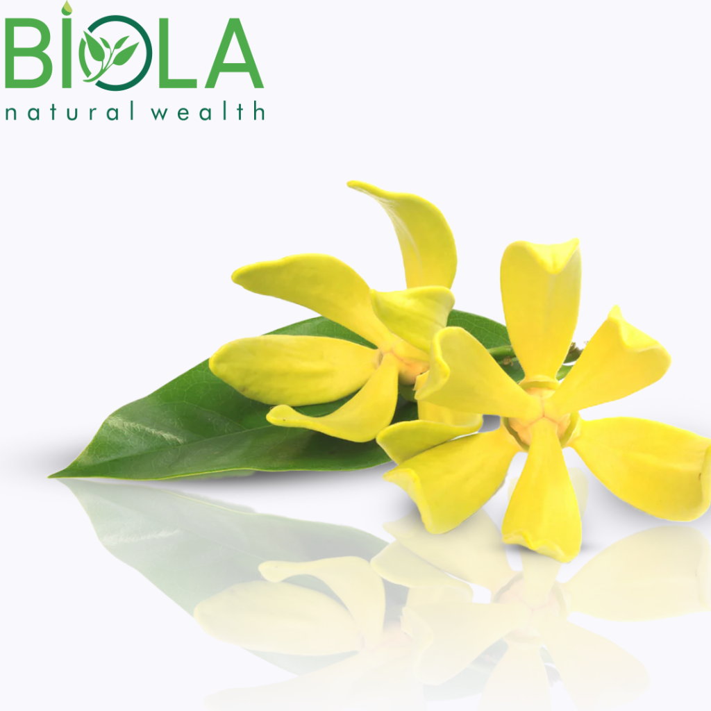 Ylang Ylang