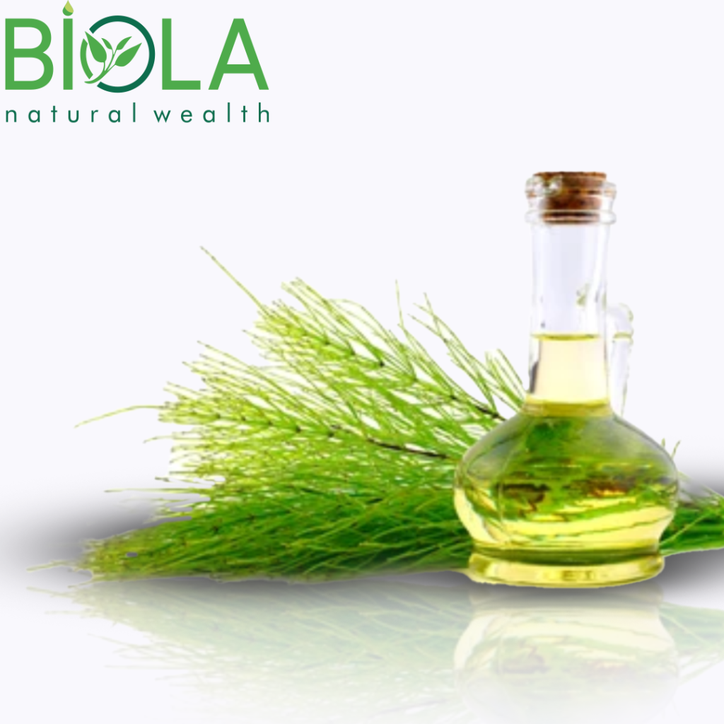 Otquyruğu (Equisetum arvense)