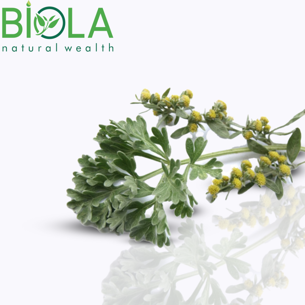 Pelin (Artemisia absinthium)