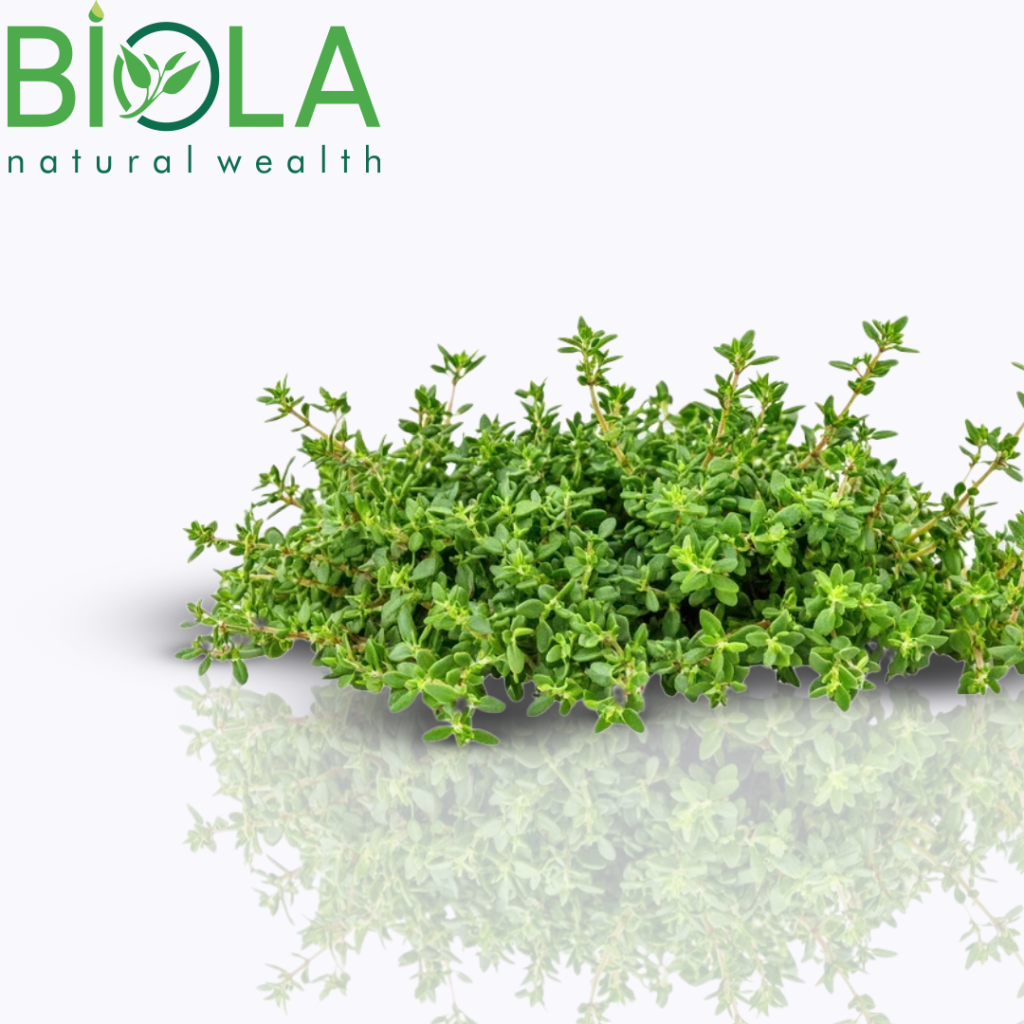 Wild Thyme