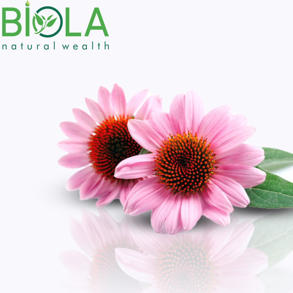 Qaragünəşan (Echinacea purpurea)