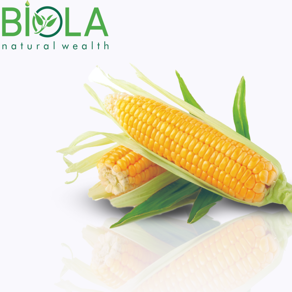 Qarğıdalı saçağı (Zea mays)