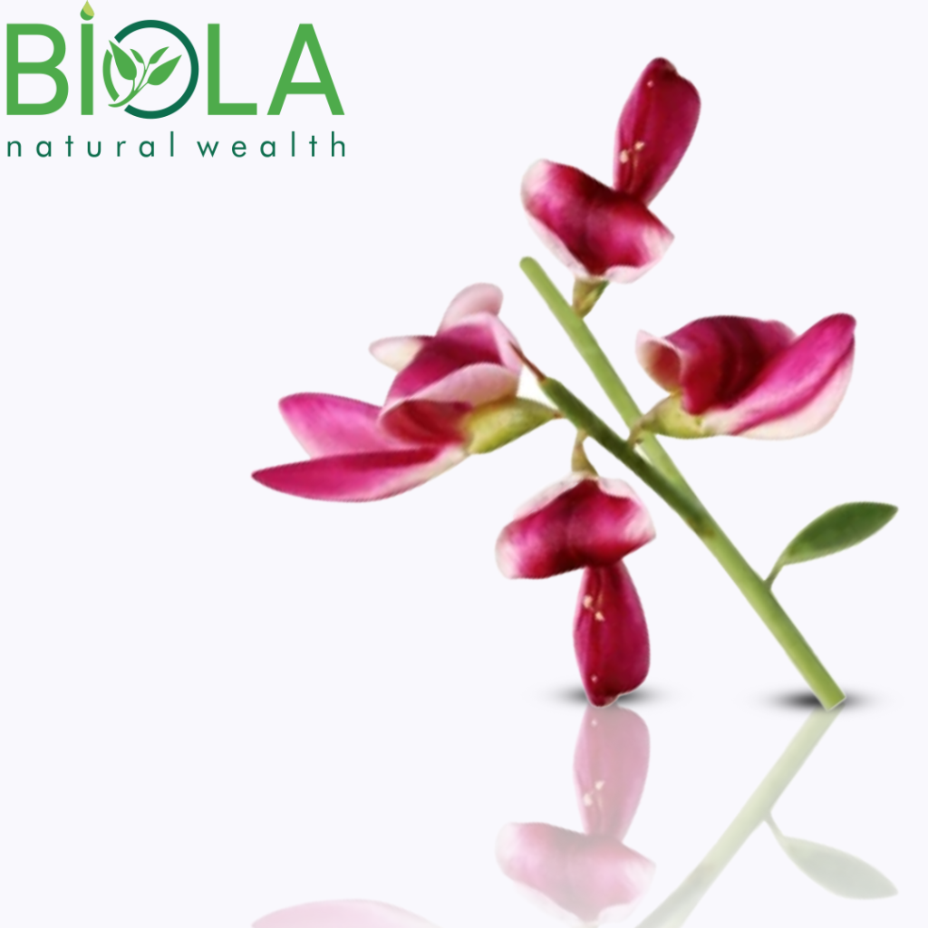 Quruc (Alhagi pseudalhagi)