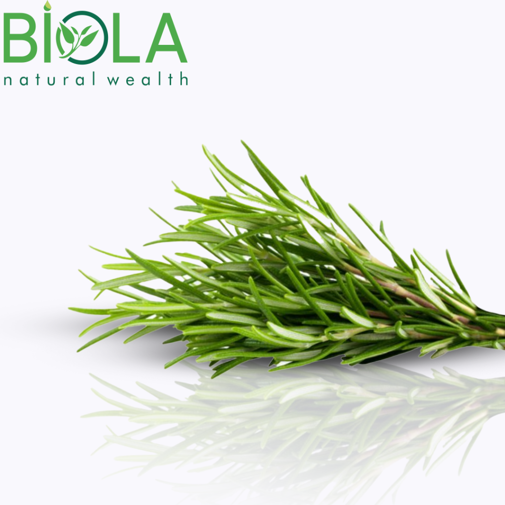 Rozmarin (Rosmarinus officinalis)