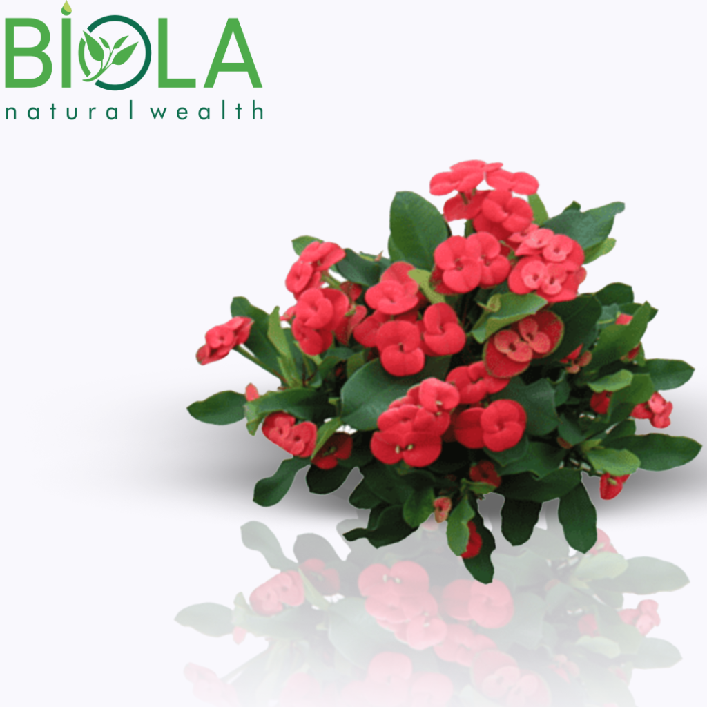 Tənbəl otu (Verbascum thapsus)