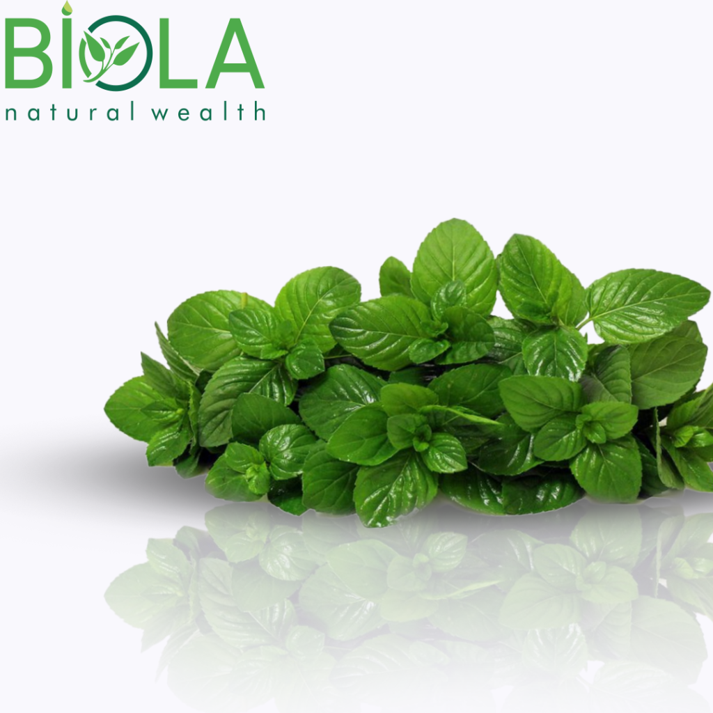 Təzə nanə (Mentha spicata)