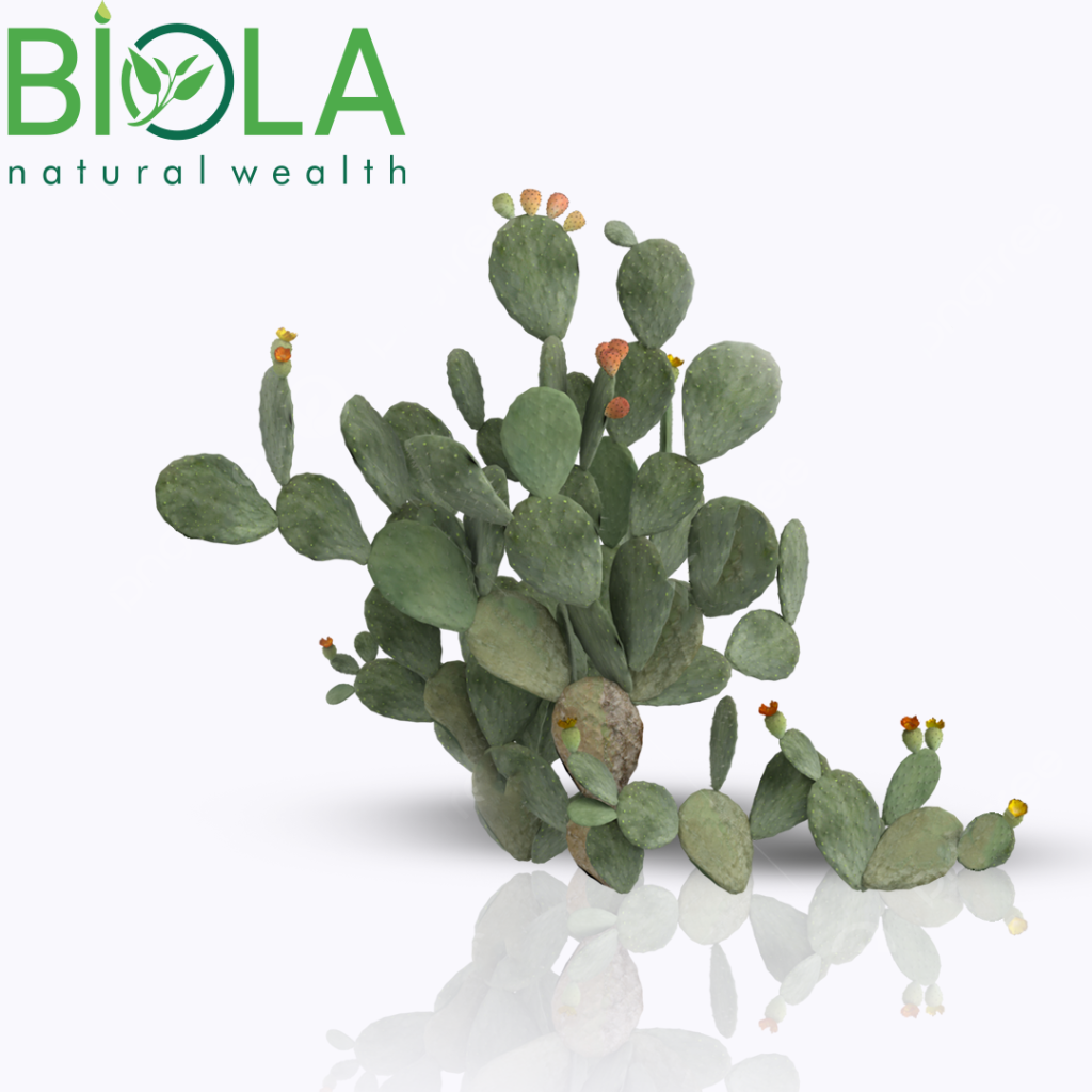 Tikanlı armud (Opuntia ficus-indica)