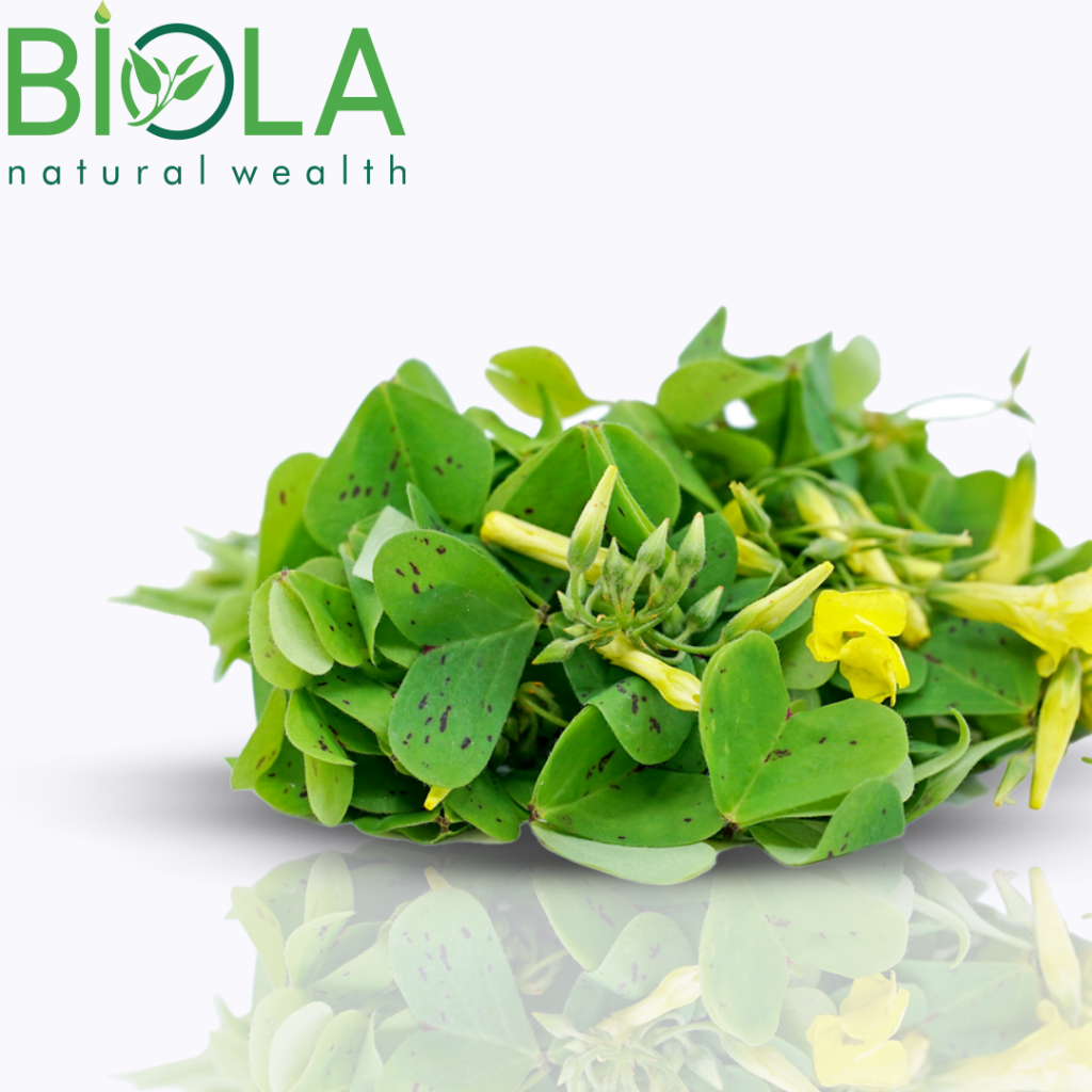 Turşəng (Oxalis acetosella)