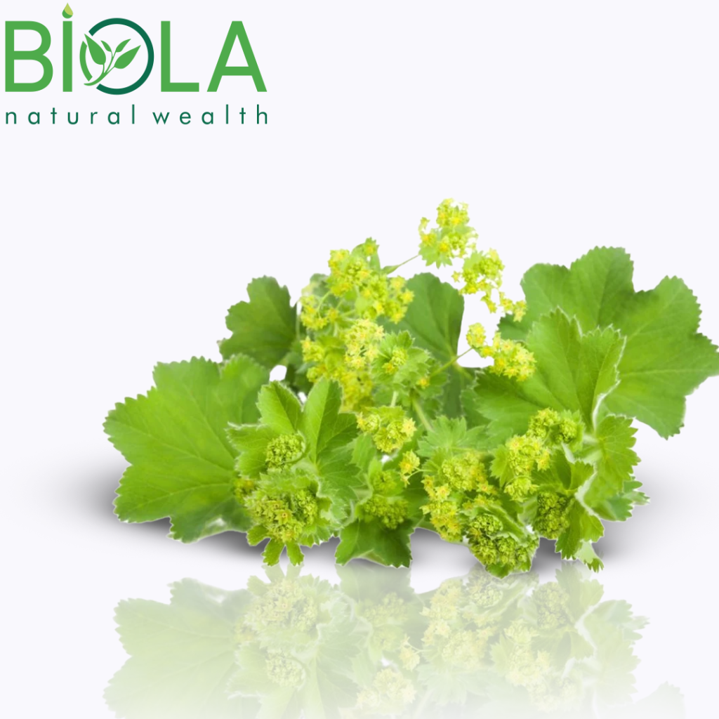 Ərkivan (Alchemilla vulgaris)