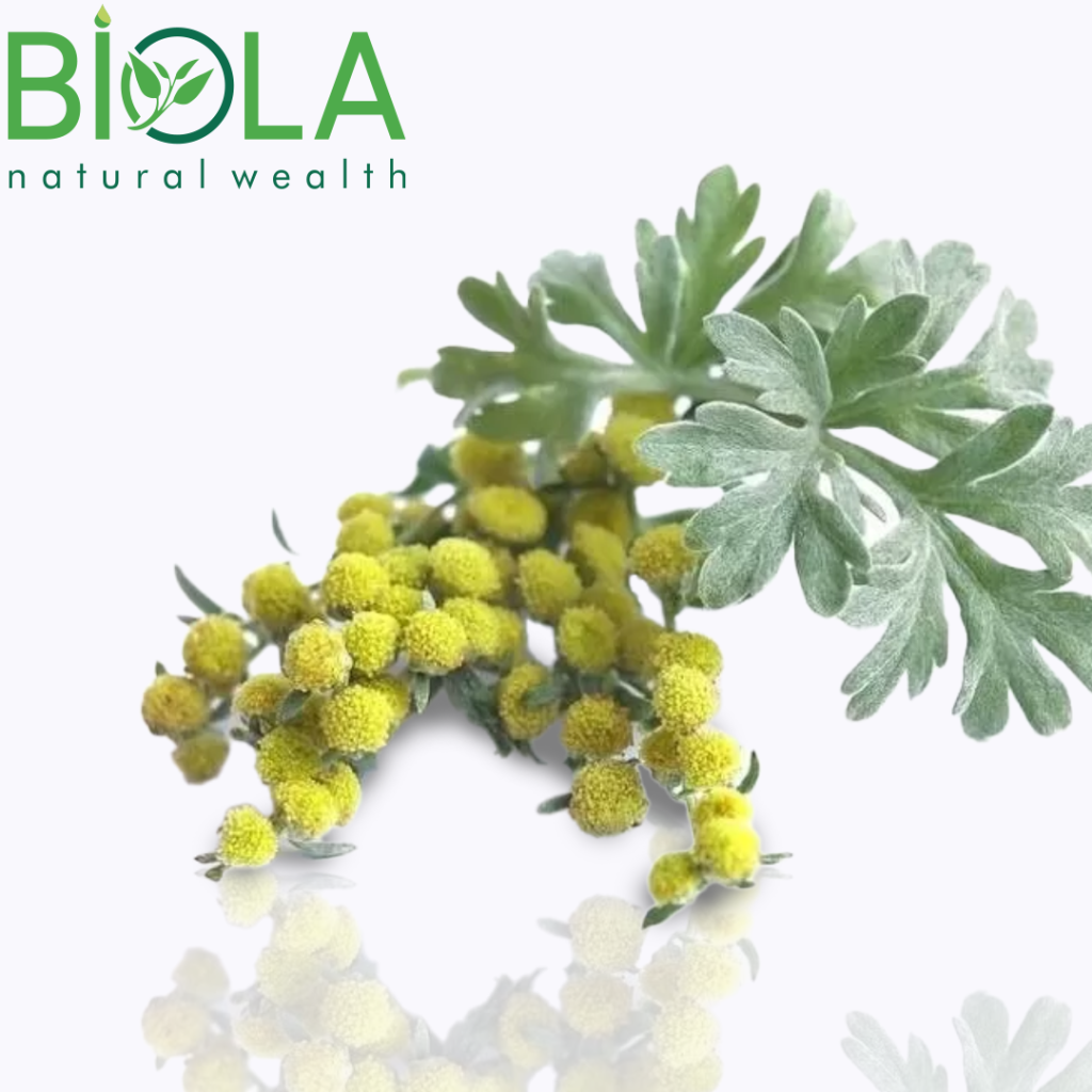 Əsənaotu (Artemisia absinthium)