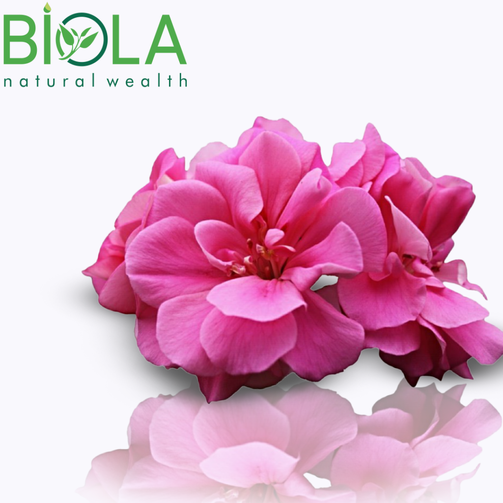 Ətirşah (Pelargonium graveolens)