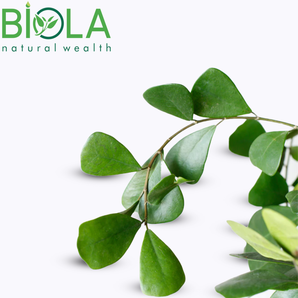 Fikus (Ficus benjamina)