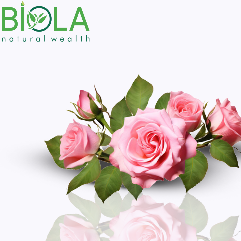 Gül (Rosa damascena)