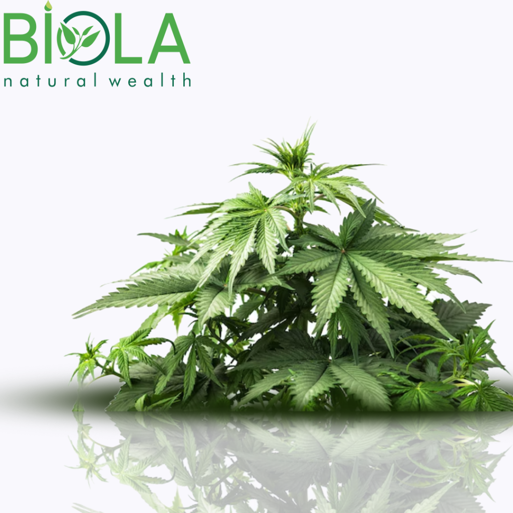 Üzgüncül (Eupatorium cannabinum)