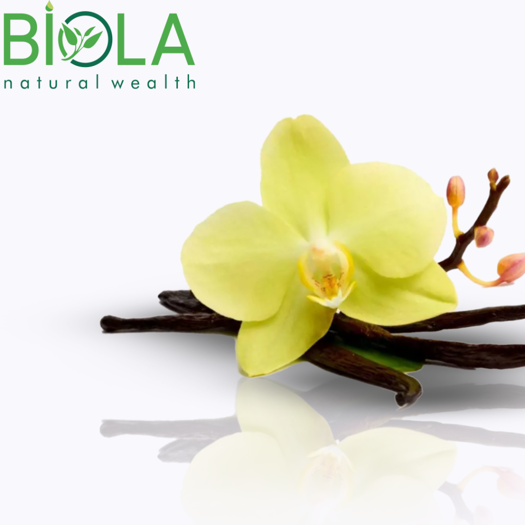 Vanil (Vanilla planifolia)