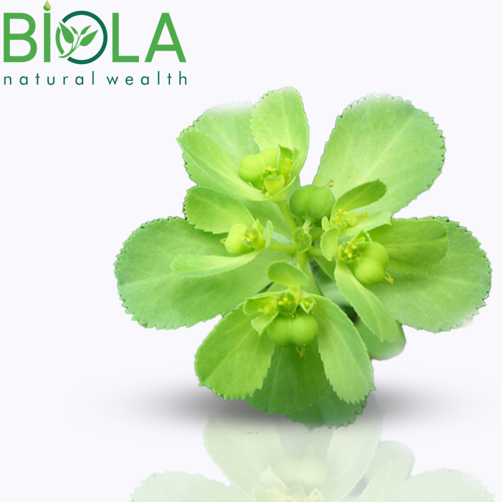 Vərəm otu (Euphorbia helioscopia)