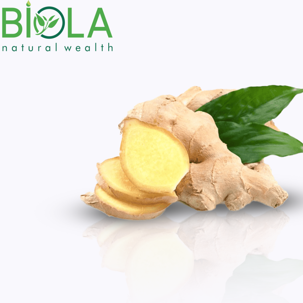 Zəncəfil (Zingiber officinale)